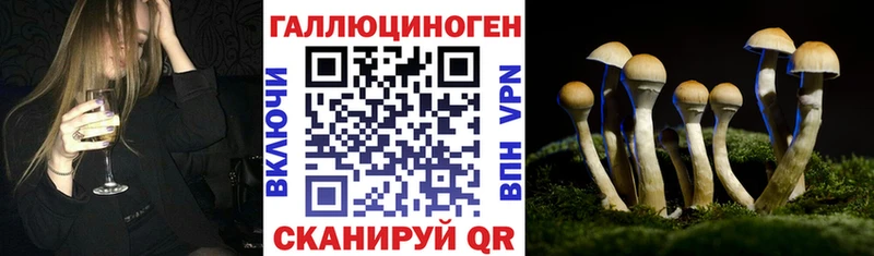 Галлюциногенные грибы Psilocybine cubensis  кракен ССЫЛКА  Гаджиево 